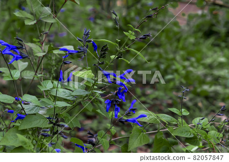 Salvia Salvia 82057847