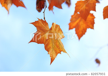 Plane tree leaves dancing in the wind 82057931