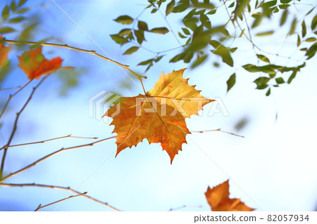 梧桐樹葉在風中翩翩起舞 82057934