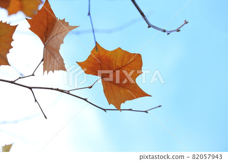 Plane tree leaves dancing in the wind Plane tree leaves dancing in the wind 82057943