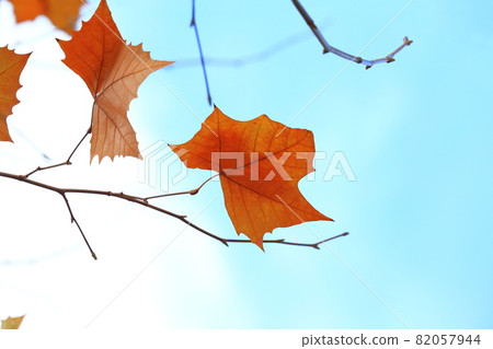Plane tree leaves dancing in the wind Plane tree leaves dancing in the wind 82057944