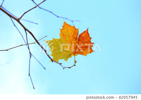 Plane tree leaves dancing in the wind 82057945