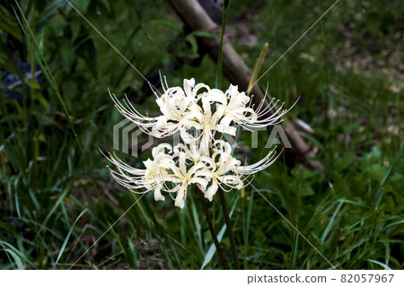 Cluster amaryllis Cluster amaryllis 82057967