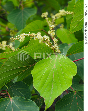 Mallotus japonicus blooming on the Arakawa riverbed 82057973