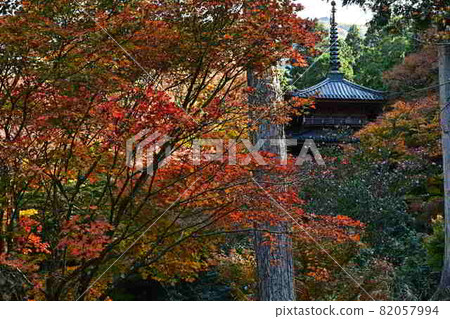 Autumn leaves of Takasenji Autumn leaves of Takasenji 82057994