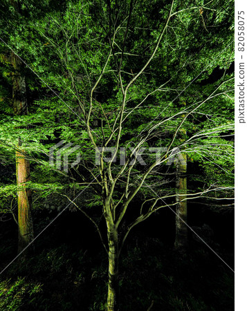Akame Valley 神秘的竹燈 Akame 48 Waterfalls Valley 被照亮 Akame Valley 神秘的竹燈 Akame 48 Waterfalls Valley 被照亮 82058075
