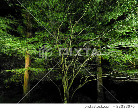 Akame Valley 神秘的竹燈 Akame 48 Waterfalls Valley 被照亮 Akame Valley 神秘的竹燈 Akame 48 Waterfalls Valley 被照亮 82058076