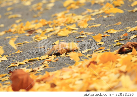 被風吹落的落葉 82058156