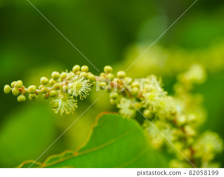 開花在荒川河床的金蓮花 82058199