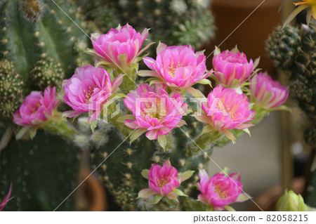 Pink hybrid lobivia spp. in cactus garden background. Pink hybrid lobivia spp. in cactus garden background. 82058215
