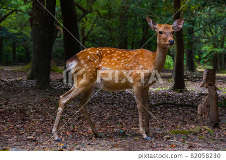 Deer and forest in Nara Park 82058230