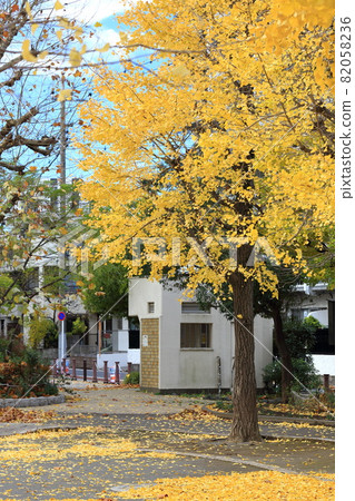 有落葉的秋天公園 82058236