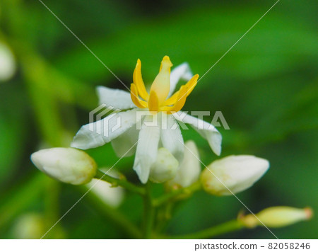盛開在東京板橋區赤塚植物園的南天花 82058246