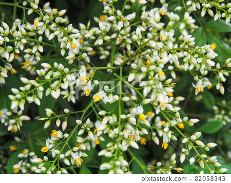 Nandina blooming in Akatsuka Botanical Garden, Itabashi-ku, Tokyo 82058343