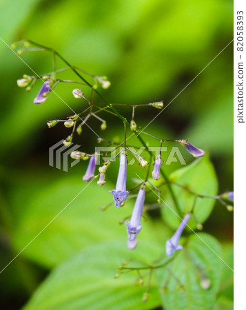 東京都板橋區赤塚植物園盛開的石竹花 東京都板橋區赤塚植物園盛開的石竹花 82058393