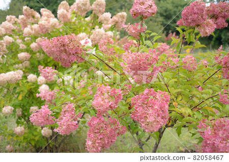 可愛的金字塔繡球花 82058467