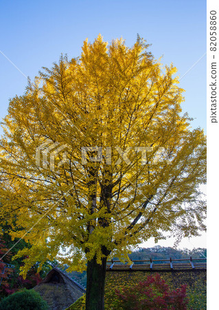 Tokai's premier autumn foliage spot, the colorful autumn of Korankei Tokai's premier autumn foliage spot, the colorful autumn of Korankei 82058860