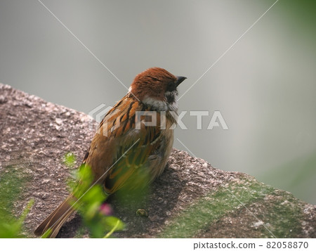 A sparrow standing by the river 82058870