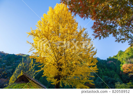 Tokai's premier autumn foliage spot, the colorful autumn of Korankei Tokai's premier autumn foliage spot, the colorful autumn of Korankei 82058952