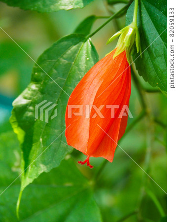 Unazuki Himefuyo at the Tropical Botanical Museum in Itabashi, Tokyo Unazuki Himefuyo at the Tropical Botanical Museum in Itabashi, Tokyo 82059133
