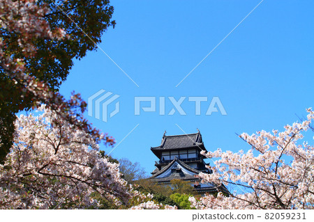 Inuyama city, Inuyama castle and cherry blossom landscape in spring 82059231