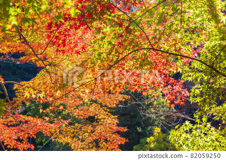 東海首屈一指的紅葉勝地,五彩繽紛的紅嵐溪之秋 東海首屈一指的紅葉勝地,五彩繽紛的紅嵐溪之秋 82059250