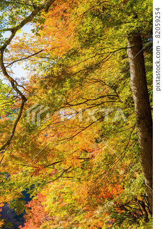 Tokai's premier autumn foliage spot, the colorful autumn of Korankei Tokai's premier autumn foliage spot, the colorful autumn of Korankei 82059254