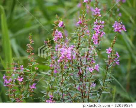 千屈菜 千屈菜 82059554