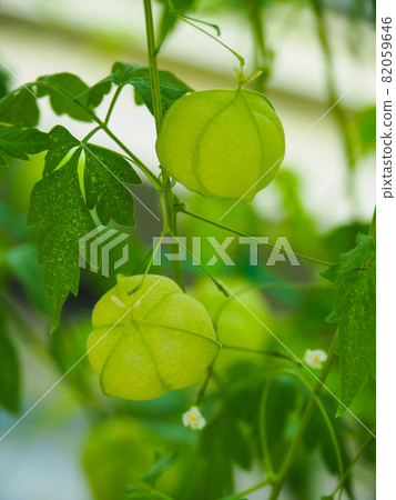 東京熱帶植物園板橋的氣球藤 82059646