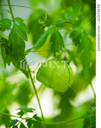 Balloon vine in Itabashi, Tokyo Tropical Botanical Garden Balloon vine in Itabashi, Tokyo Tropical Botanical Garden 82059648