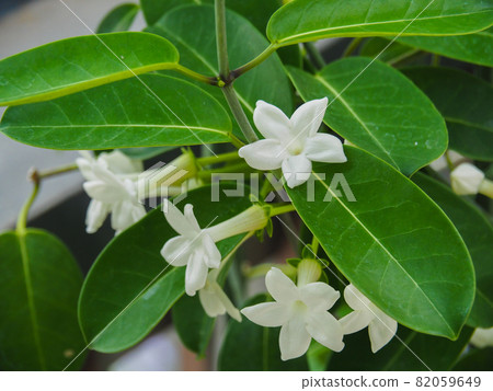 Madagascar Jasmine at the Tropical Botanical Museum in Itabashi, Tokyo Madagascar Jasmine at the Tropical Botanical Museum in Itabashi, Tokyo 82059649