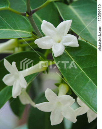 東京板橋熱帶植物博物館的馬達加斯加茉莉花 東京板橋熱帶植物博物館的馬達加斯加茉莉花 82059650