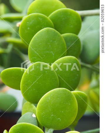 Green drum at Tokyo Itabashi Tropical Botanical Garden 82059653