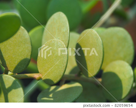 Green drum at Tokyo Itabashi Tropical Botanical Garden 82059654