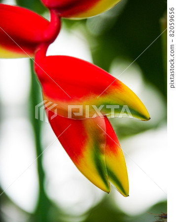 Heliconia Rostrata at the Tropical Botanical Museum in Itabashi, Tokyo Heliconia Rostrata at the Tropical Botanical Museum in Itabashi, Tokyo 82059656