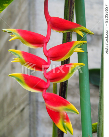 Heliconia Rostrata at the Tropical Botanical Museum in Itabashi, Tokyo Heliconia Rostrata at the Tropical Botanical Museum in Itabashi, Tokyo 82059657