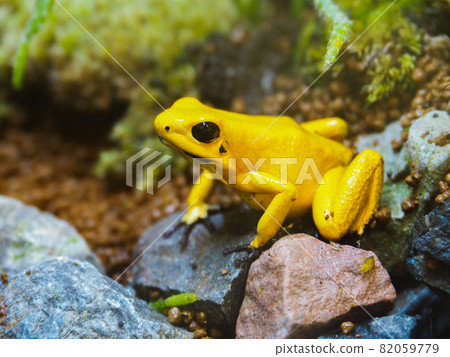 Golden poison frog in Itabashi, Tokyo Tropical Botanical Garden Golden poison frog in Itabashi, Tokyo Tropical Botanical Garden 82059779