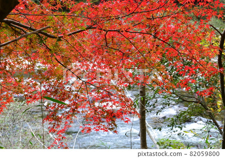 福知山線廢棄鐵路線和向川谷秋葉 82059800