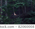 A ray of light in the outdoor and camping forests 82060008
