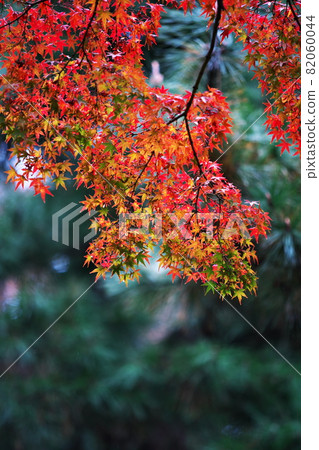 Long autumn rain and autumn leaves Long autumn rain and autumn leaves 82060044