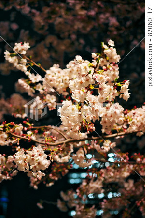 在城市的夜晚看到的櫻花 82060117