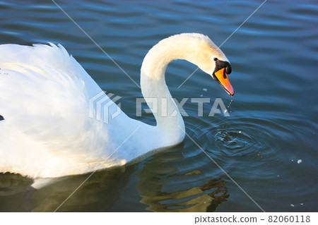 Portrait of a graceful white swan swimming on a blue lake. A beautiful white bird, Latin name Cygnus olor, drinking water from a river, lake, pond. A duck family. White wings, magnificent plumage.  82060118