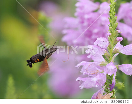Hoshihojak sucking the nectar of Hanatranoo 82060152