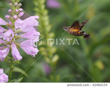 Hoshihojak sucking the nectar of Hanatranoo 82060154