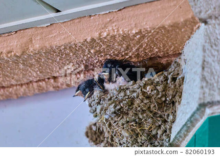 Swallow's nest Swallow's nest 82060193