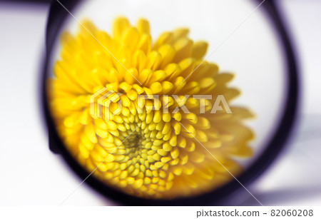 Looking at a yellow chrysanthemum flower petals through a magnifying glass, lens Looking at a yellow chrysanthemum flower petals through a magnifying glass, lens 82060208
