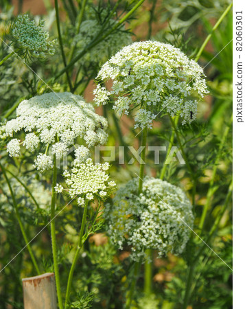 Carrots cultivated at Adachi City Agriculture Park, Tokyo Carrots cultivated at Adachi City Agriculture Park, Tokyo 82060301