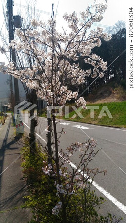 Cherry tree  82060304