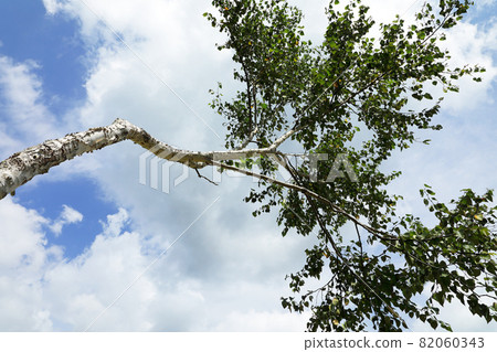 A young tree of white sardines that shines in the autumn sky, Tadami Town, Fukushima Prefecture 82060343