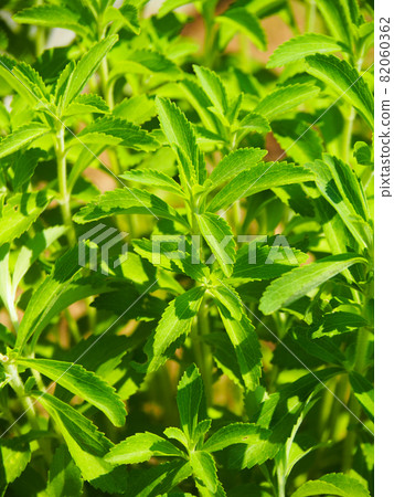 Stevia cultivated in Adachi City Agriculture Park, Tokyo 82060362